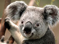 Seymour-library-koala.jpg